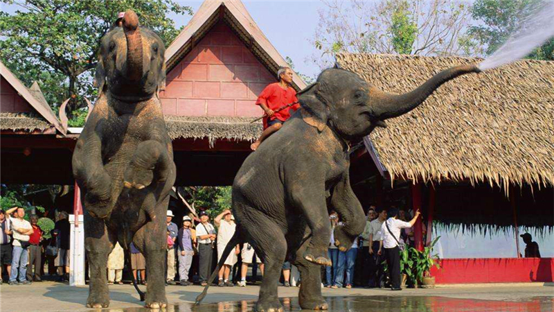 曼谷骑大象
